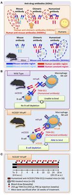 Anti-drug Antibodies Against a Novel Humanized Anti-CD20 Antibody Impair Its Therapeutic Effect on Primary Biliary Cholangitis in Human CD20- and FcγR-Expressing Mice